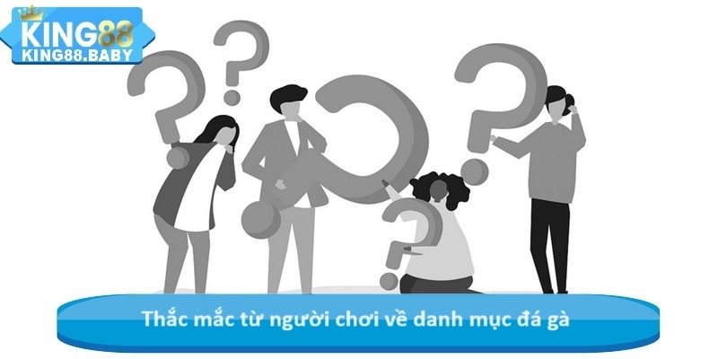 Thắc mắc từ người chơi về danh mục đá gà